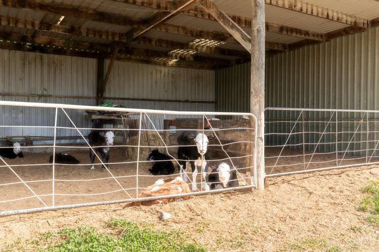 1807 Kahutara Road Kahutara_13