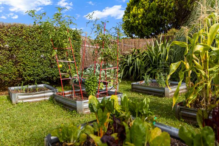 1/15 Trojan Crescent New Lynn_18