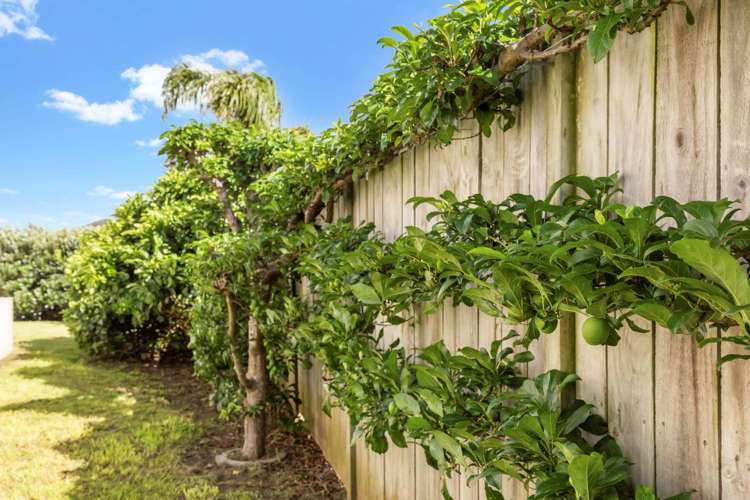 44 Hadley Wood Drive Wattle Downs_14