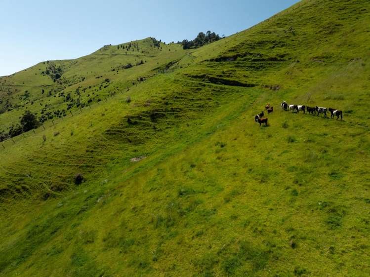 1809 Motueka Valley Highway Ngatimoti_35