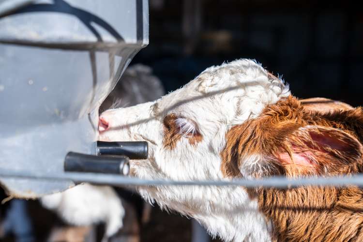 1038 Te Kopia Road Waikite Valley_21