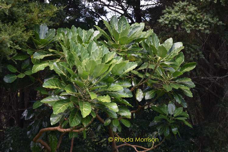 318 Franklin Road Paparoa_52