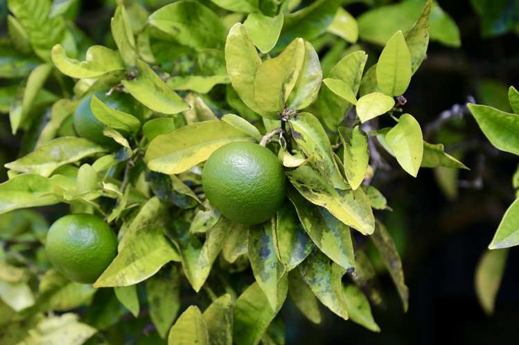 6 Kuaka Place New Lynn_20