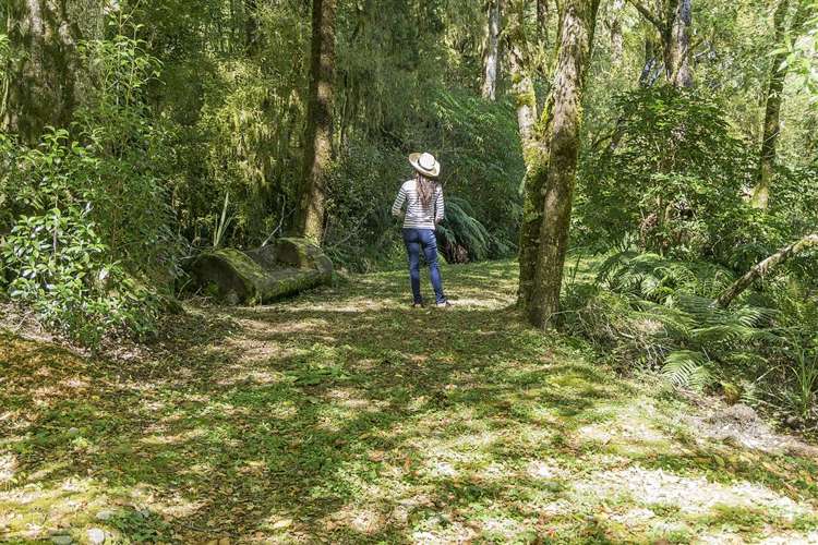 2314 Shenandoah Highway Murchison_5