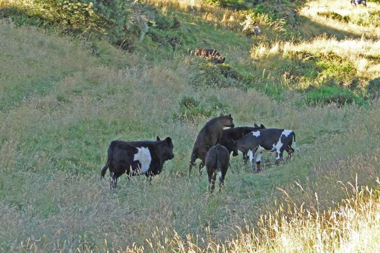 135 Canaan Road Kahurangi National Park_30