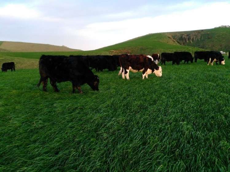 100 Kawakapatu Road Ruahine_8