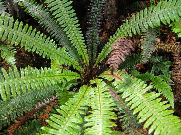 Alford Forest Settlement Road Mount Somers_11