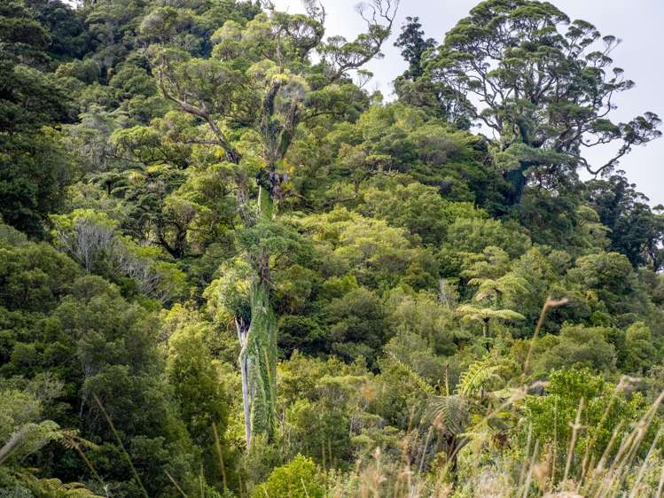 29 Tu Papaku Road Barrytown_29