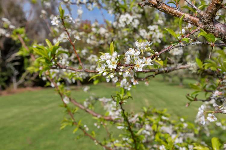 159 Tangihua Road Maungakaramea_22