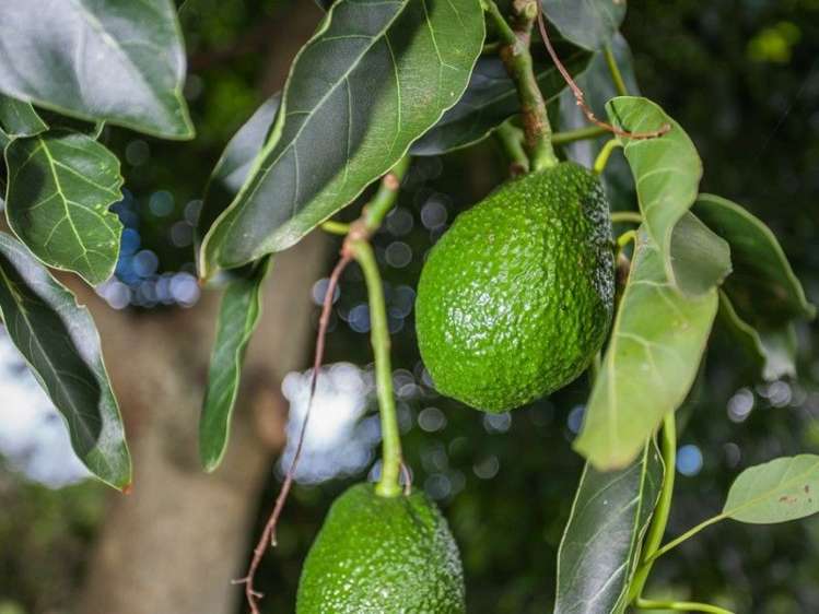 62 Grant Road Opotiki and Surrounds_12