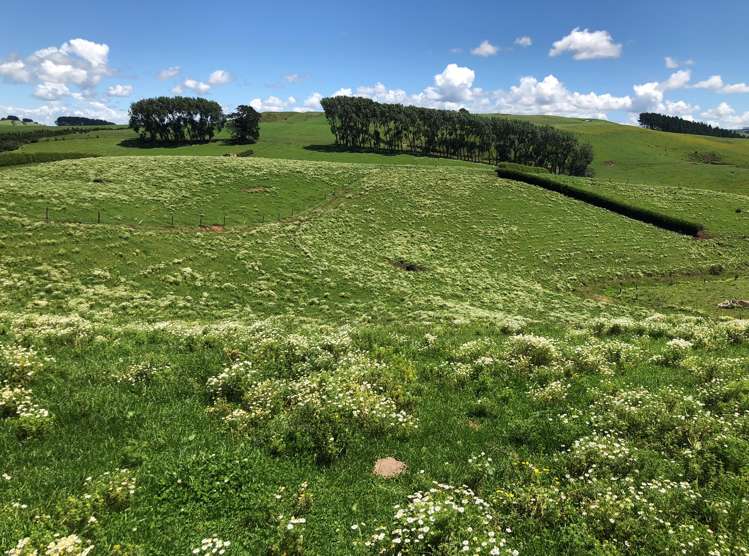 1564 State Highway 31 Kawhia Road Otorohanga_9