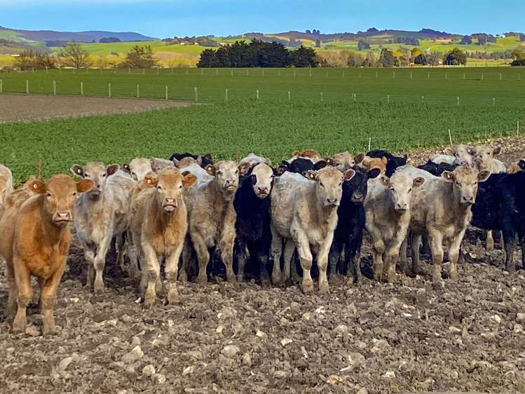 57 Island Edendale Road Edendale_10