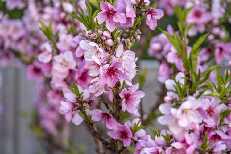 81 Spence Road Henderson_15