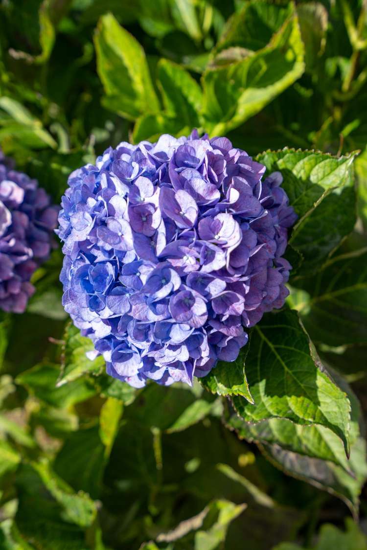 95B Williams Street Cambridge_19