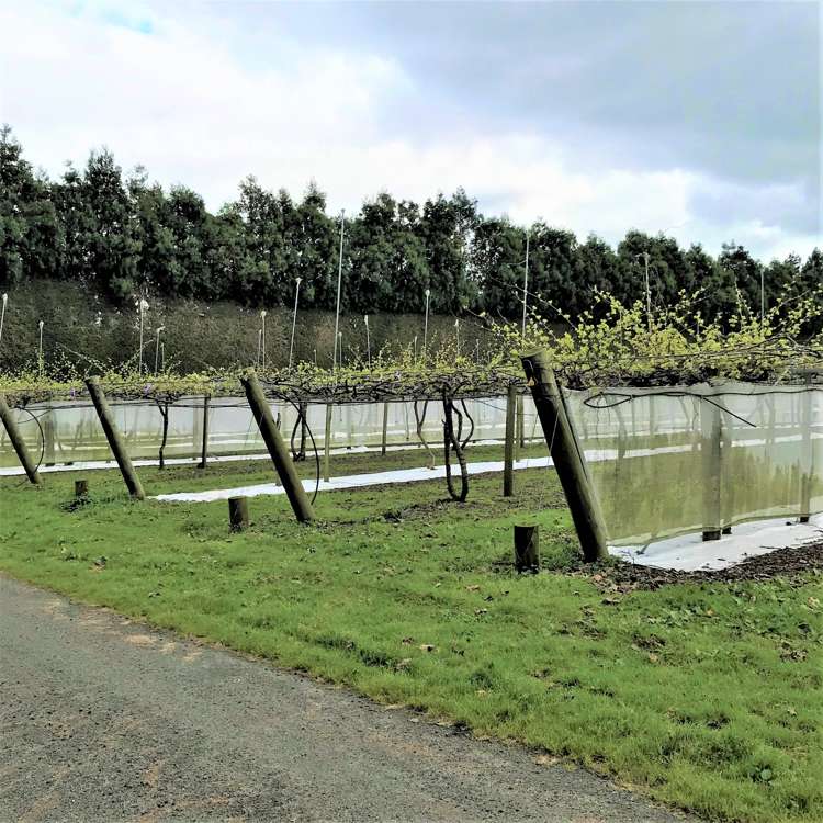 162 Waimea Drive Te Puke_5