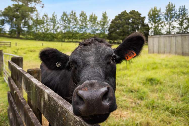 55 Waitaheke Road Ohaeawai_26