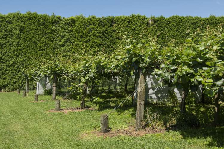 186 Beach Road Katikati_22