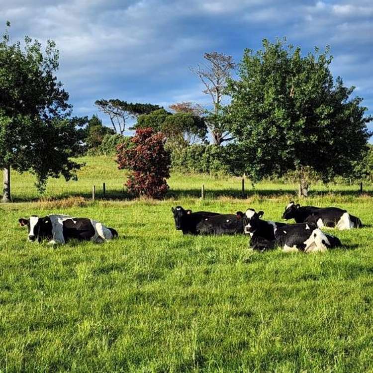 455 West Coast Road Te Kopuru_18