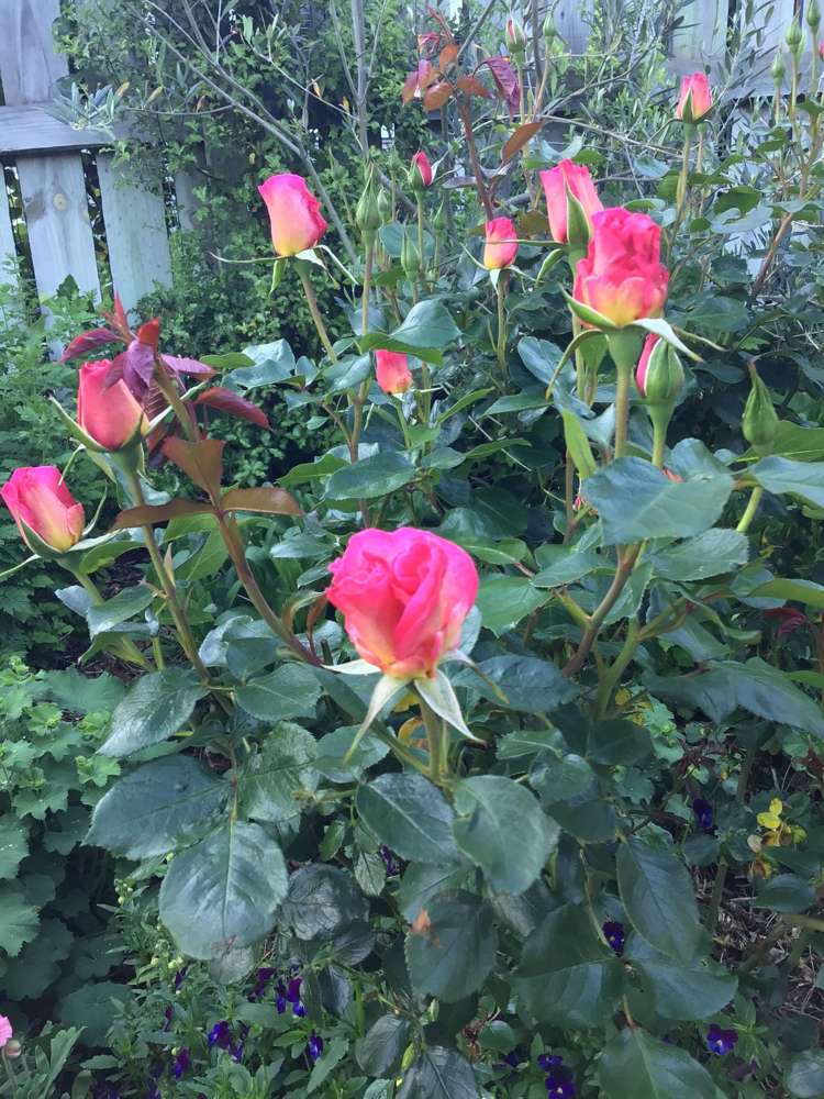 61 Shields Street Clyde_19