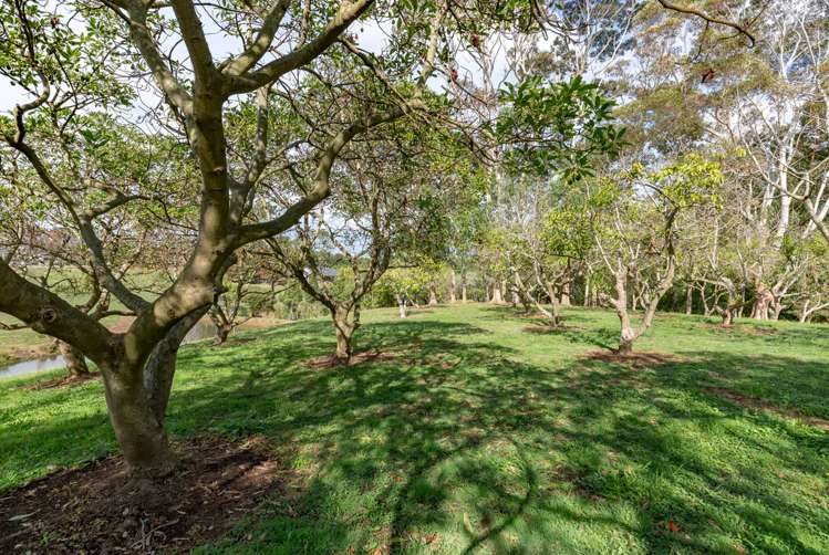 136 Wily Road Puni_23