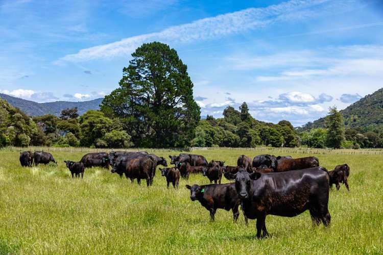 69 Titirangi Road Kenepuru Sounds_5