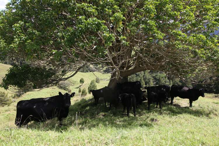 109 Paponga Road Broadwood_20