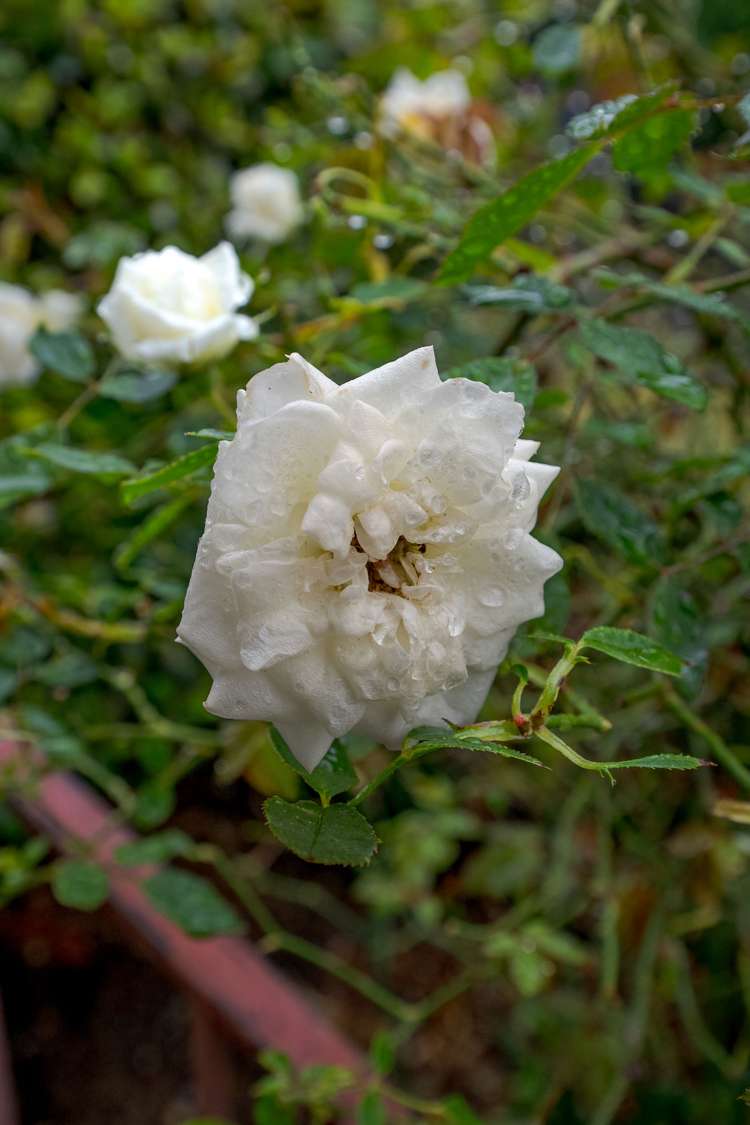 3/24 Seymour Street Hornby_13