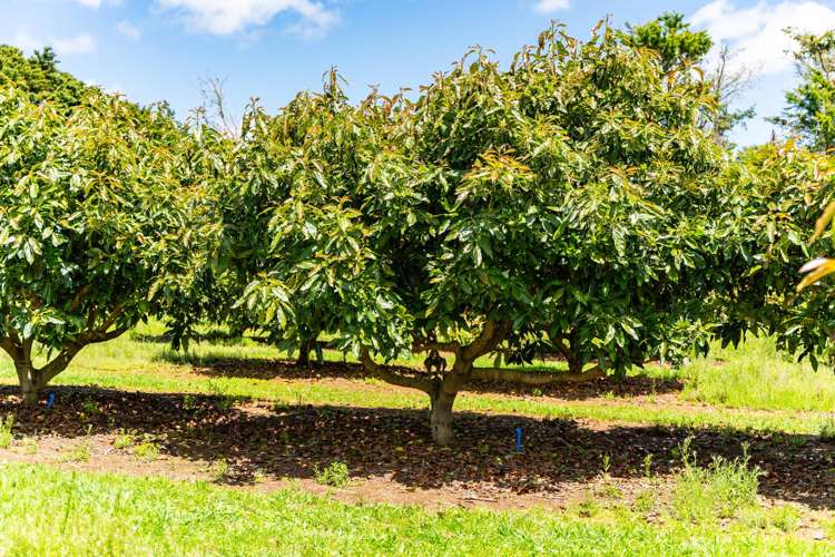 146 Bint Road Maungakaramea_7