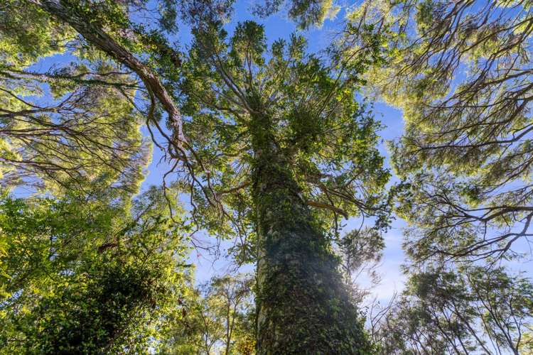 125C Sailors Grave Road, Pumpkin Hill Tairua_30