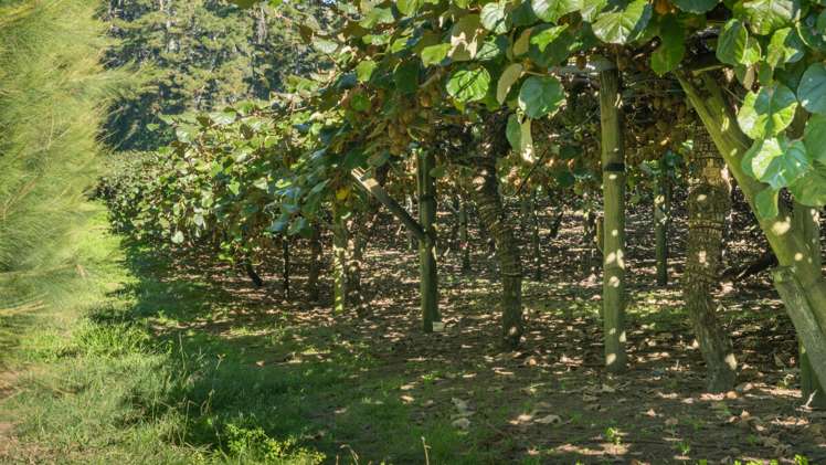 33 I'Anson Road Wairoa_7