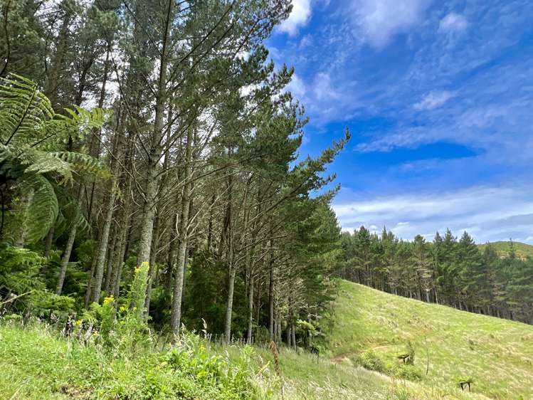 Waitete Road Waihi_18