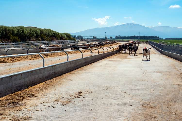 102 Anama Station Road Mayfield_23