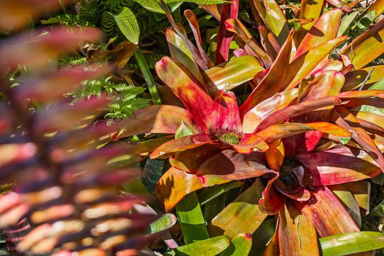 81 Park Rise Campbells Bay_16