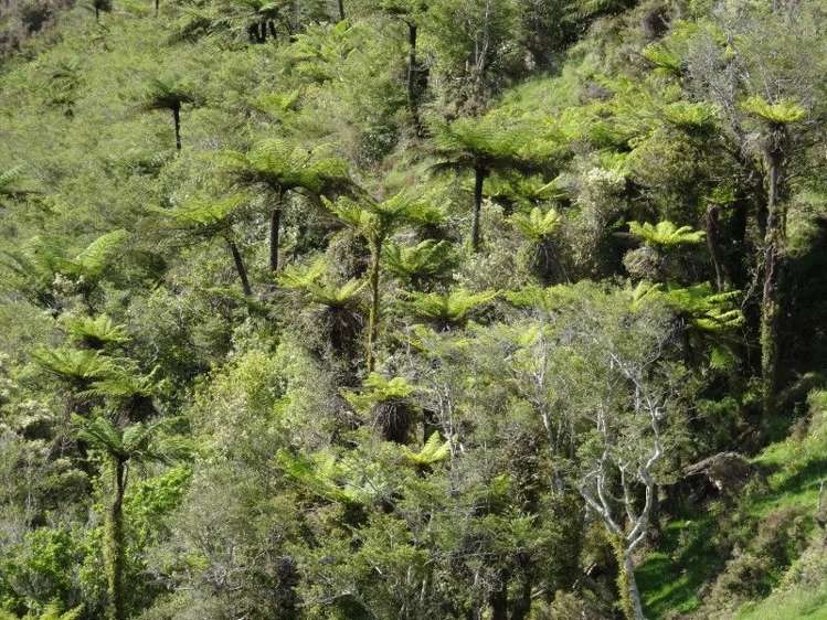 378 Putara Road Eketahuna_7