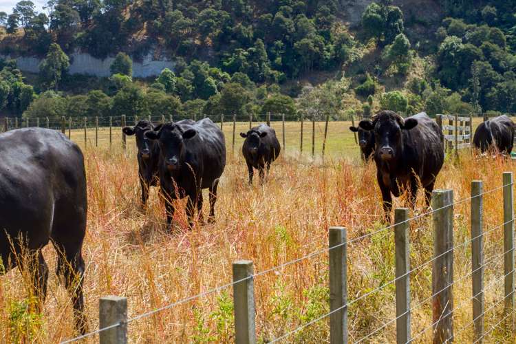 2719b State Highway 4 Mangamahu_2