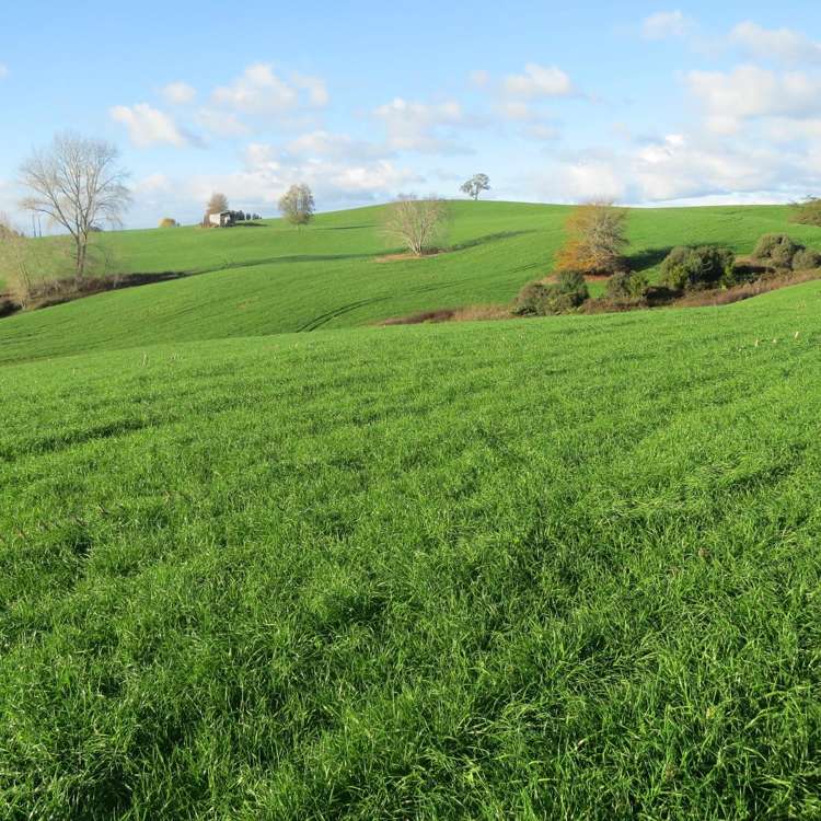 Waitomo Caves Road Waitomo_17