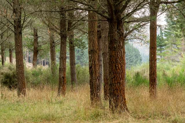 Te Moana Road Geraldine_1