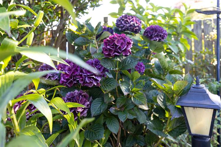 5 Regent Place Witherlea_21