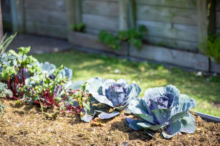 2 Ballybunnion Crescent Morrinsville_27