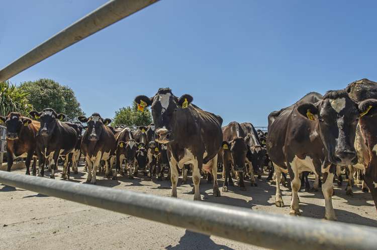 1610 North Rakaia Road Southbridge_6