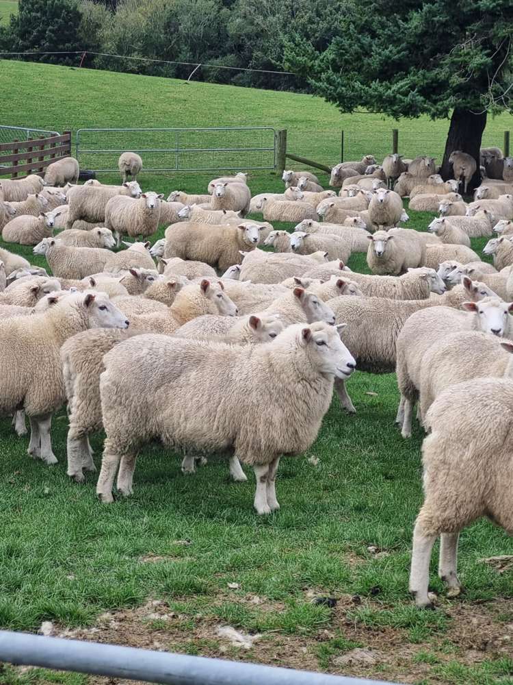 759 Waitahuna Gully Road Waitahuna_5