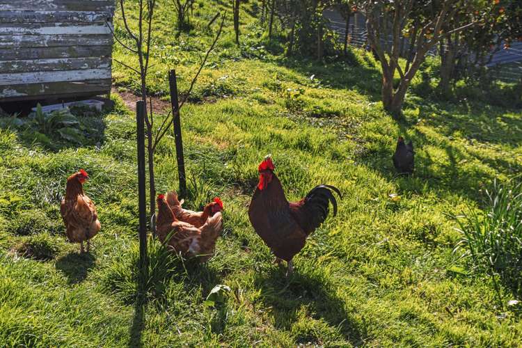 671b Paerata Ridge Road Opotiki and Surrounds_29