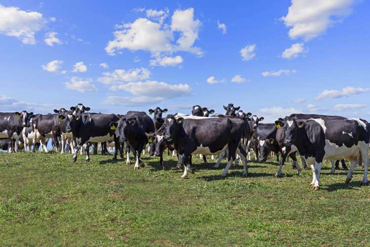 117 Meadway Road Ngahinapouri_20