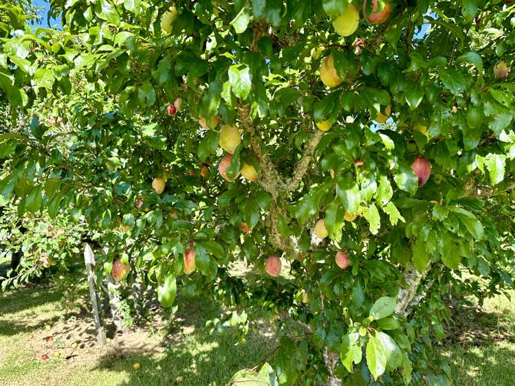 10 Heron Hill Kerikeri_33