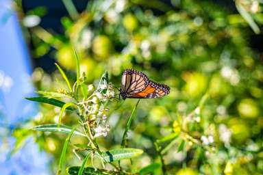 72 Elizabeth Street_3