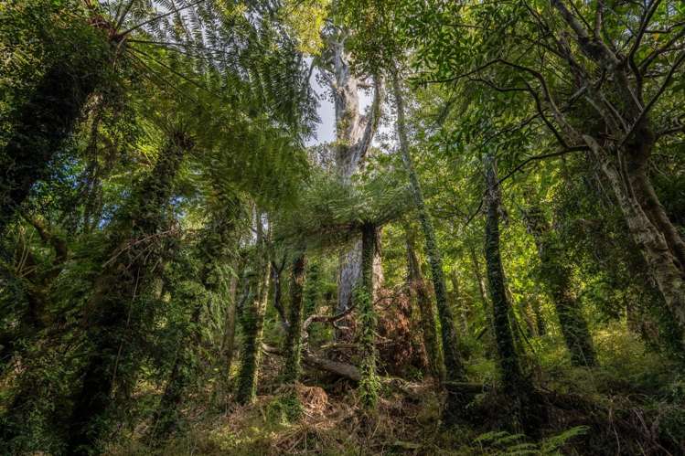 4710 Kenepuru Road Marlborough Sounds_48
