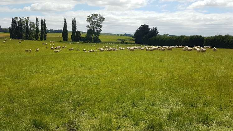 259 Kaihiku Church Road Clinton and Surrounds_15