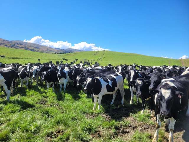 Wallington Road Omakau_2