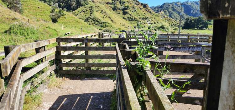 900 Okoki Road Okoki_25