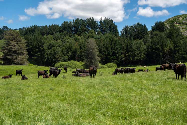 286 Jay Road Reporoa and Surrounds_9